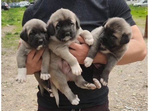Sivas merkez anne sütün den kesilmiş kangal yavruları