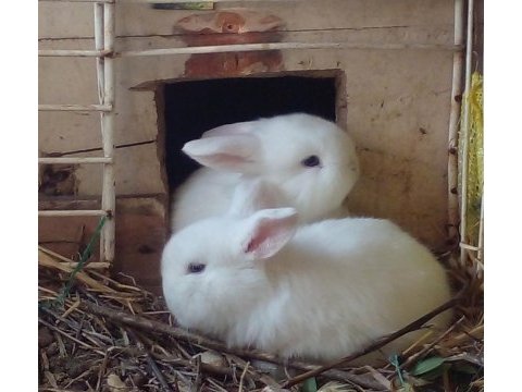Minilop cüce lop tavşan yavruları