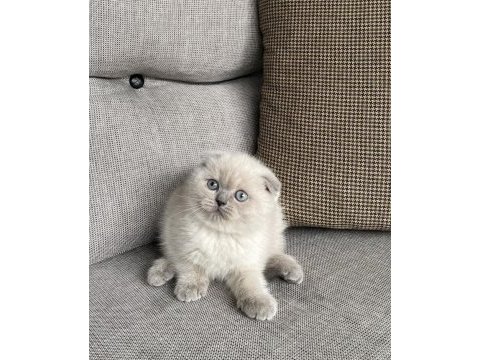 Scottısh fold a kalite yavrular