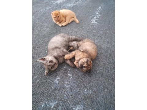 Uygun cins kedim scottish fold