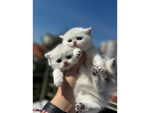Sağlık ve ırk garantili british shorthair