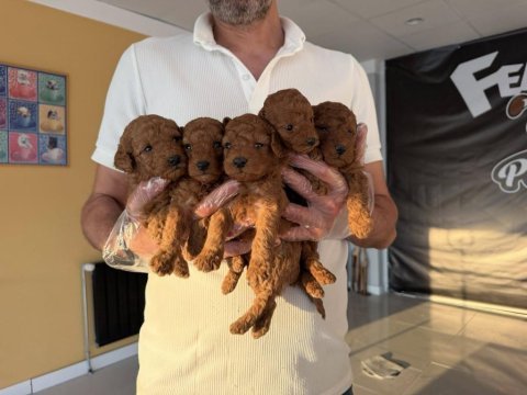 Shoooowwww kalite toy poodle yavrular ankara mağazamızda 