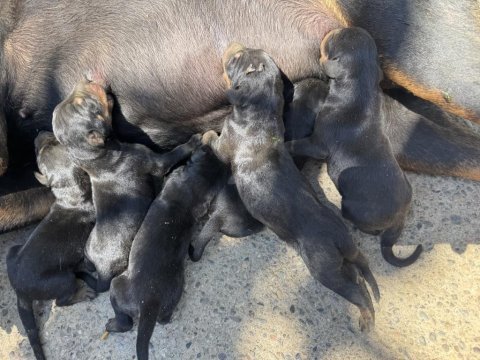 Doberman a kalite köpekler
