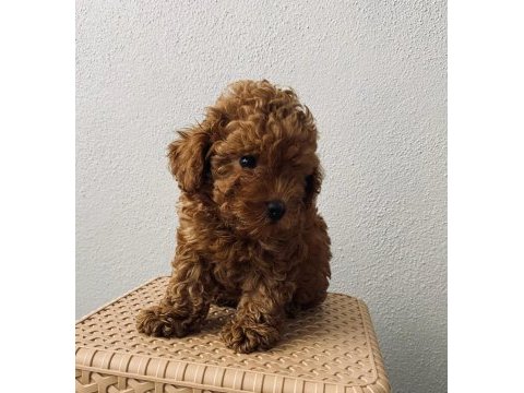 Red brown poodle yavrularim ev üretimi