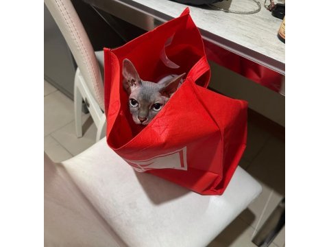4 yasında dişi kısır sfenks
