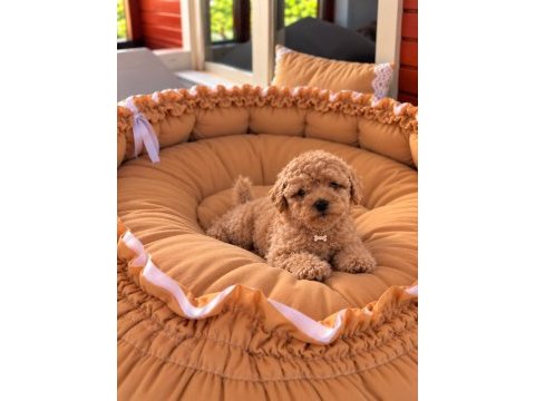 Toypoodle üst kalite bebekler 