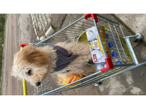 5 aylık köpeğimiz acı olarak lütfen