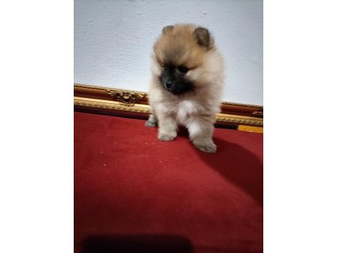 Pomeranian boo 50 günlük