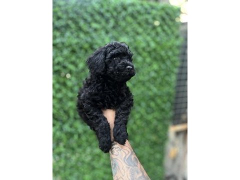 Black poodle bebekler