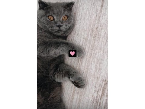 9 aylık erkek scottish fold