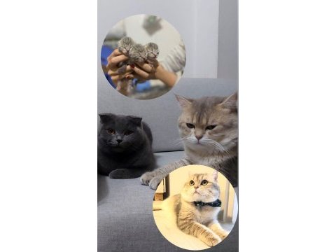 Yavru kedilerimiz sahiplendirilecek