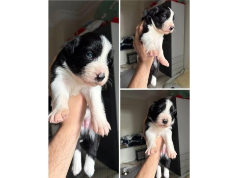 Meşhur cash in torununun border collie yavruları