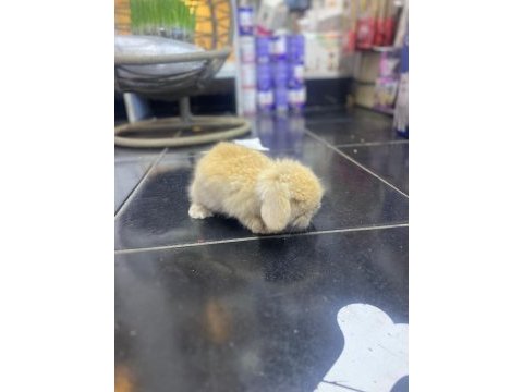 Hollanda lop tavşanı
