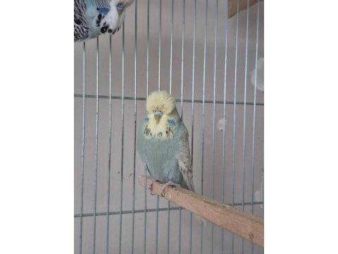 Damızlık show jumbo muhabbet kuşu