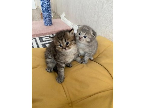 British longhair ve scottish fold yavrularımız