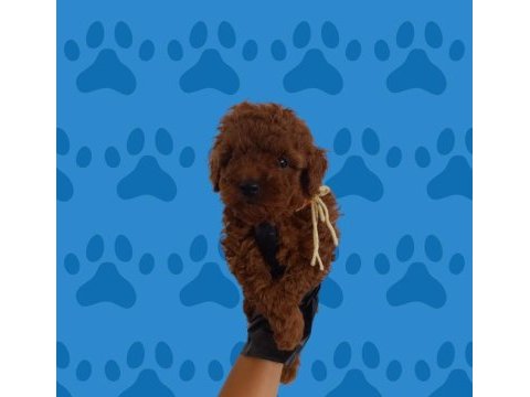 Büyümeyecek gerçek toy poodle