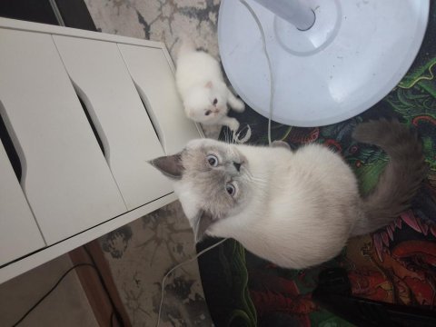 1 yaşında erkek british shorthair blue point kedi