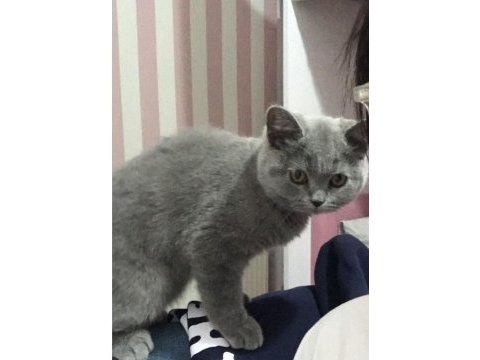 3 aylık british shorthair