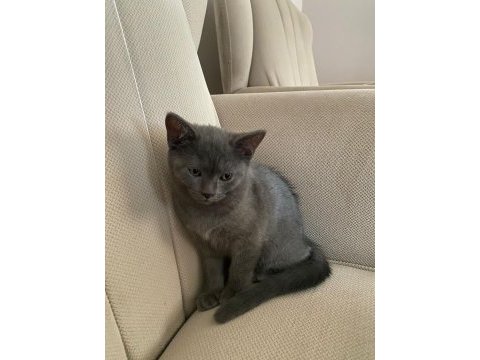 2.5 aylık oyuncu british shorthair