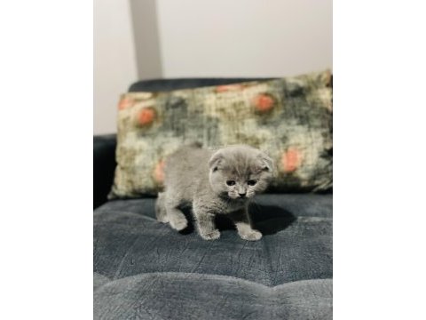 British shorthair kedimiz