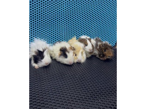 Ginepig yavrularımız gün içi gönderim sağlanmakta