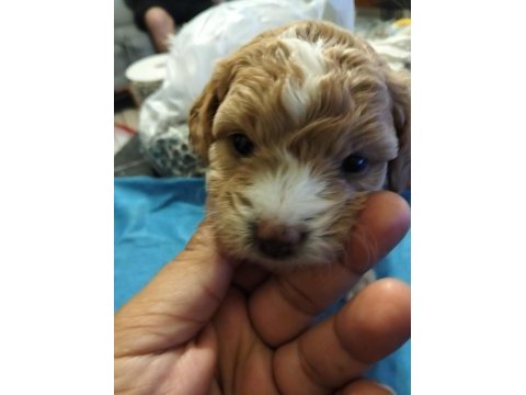 23 mayıs doğumlu maltipoo yavrularımız