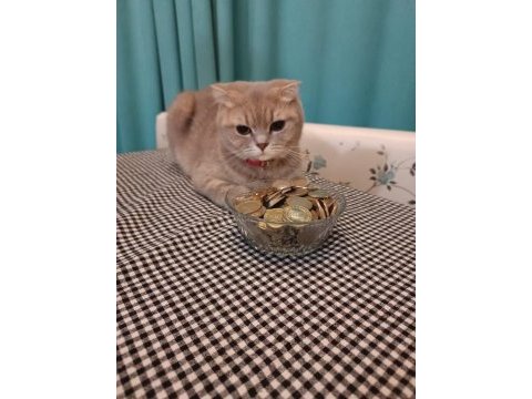 Sevimli dişi minnoş scottish fold