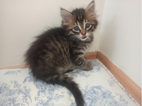 Bir ailesi olmasını istiyorum tekir