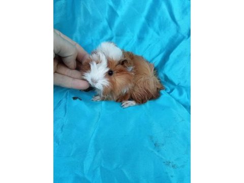Peruvian ginepig yavrularımızı göremeden karar vermeyin