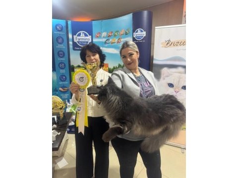 Maine coon türkiye devlerinin markası ayşe arık