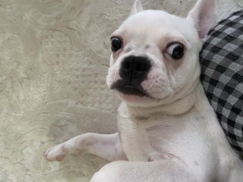 Oyuncul french bulldog
