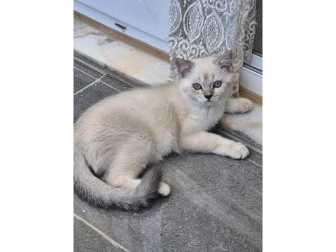 Tatlı minik kedilerim