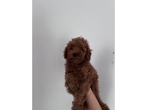 Korekan poodle bebeklerimiz