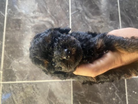 Orjinal tüm renklerde toy poodle yavrular