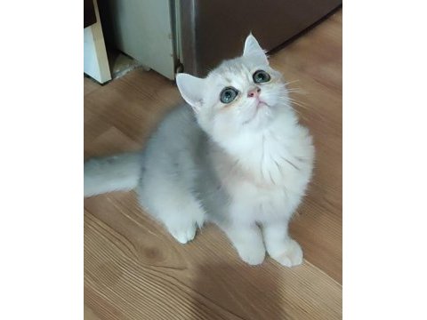 Şafkan british shorthair