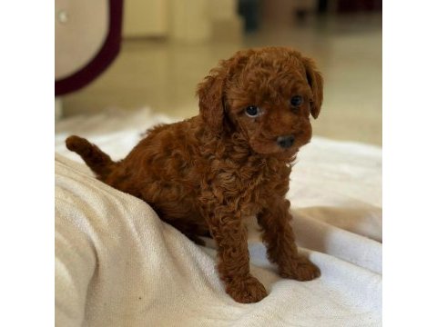Toy poodle kore kan yavrular kg garantili