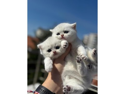 Sağlık ve ırk garantili british shorthair