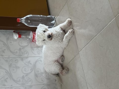 Akıllı sahibine düşkün ev arkadaşı köpeğimiz