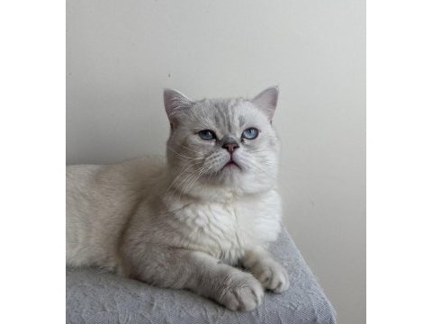 3 yaşında british shorthair erkek