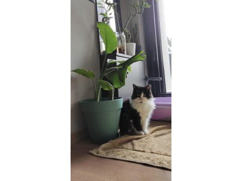 Kediye yuva!! sokağa bırakmak istemiyorum, lütfen