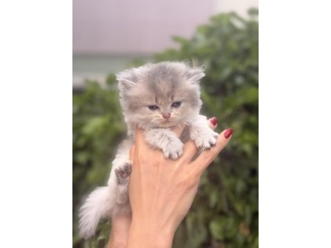 British longhair bebekleri