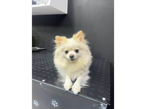 Annelik tecrübeli yetişkin dişi pomeranian boo köpekler