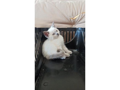 Dünya güzeli yavrularımız kediler