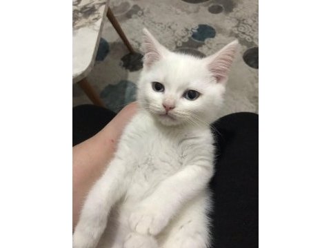 Acil verilecektir hemen teslim scottish straight