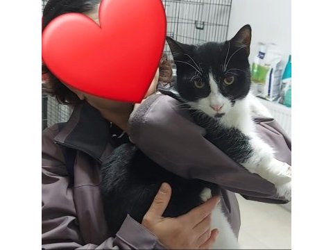 Kedimiz biber yuva arıyor