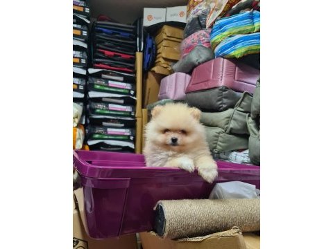 Üst düzey pomeranian boo bebekler
