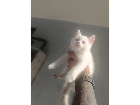 Mavi gözlü siyah burun ve kuyruklu british shorthair