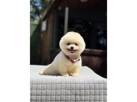 Sağlık ve ırk garantili pomeranian