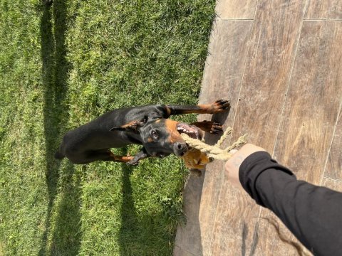 Dişi doberman 9 aylık
