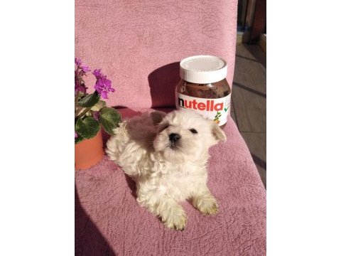 Kilo garantili maltipoolar için bizi ziyaret edebilirsiniz